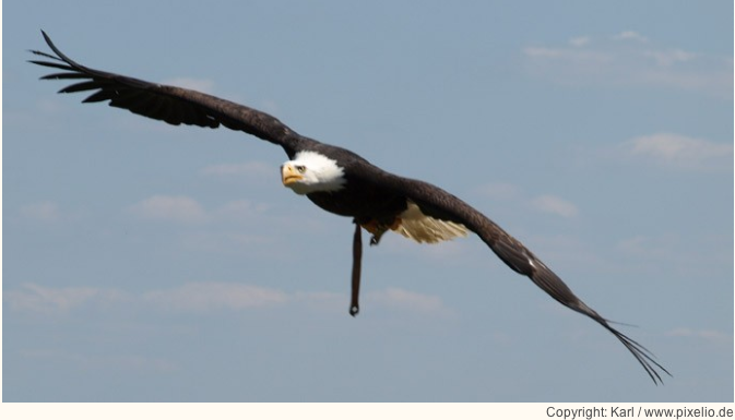 Adler